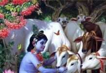 गौमाता की सेवा मात्र से दूर हो सकती हैं आपकी तमाम समस्याएं, जानिए कैसे!