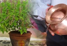 तुलसी पूजन दिवस, देवी लक्ष्मी के रूप में पूजित तुलसी का धार्मिक और सामाजिक महत्व