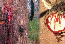 रक्त चन्दन के पेड़ ने बदली किसान की किस्मत! Red sandalwood tree changed the fate of the farmer