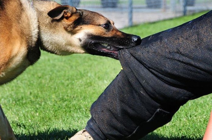 Stray dogs in Noida spark concern as dog-bite cases hit a record high in 5 months.