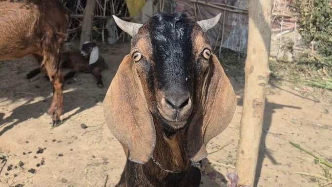 मध्य प्रदेश के मैहर में वर्दी पहनकर बदमाशों ने चरवाहे से 35 बकरियां लूटीं
