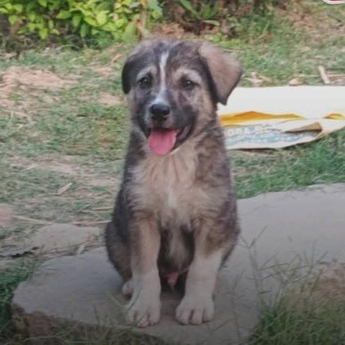 A major tragedy was averted in Himachal