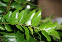 करी पत्ता सेहत और सुंदरता के लिए किसी वरदान से कम नहीं, जानिए इसके अद्भुत फायदे