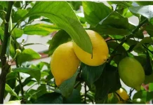 नींबू के पत्तों के अद्भुत फायदे! पारंपरिक नुस्खों से लेकर आधुनिक चर्चा तक