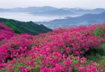 फूलों की घाटी में पर्यटन सीजन अंतिम चरण में, भारतीय पर्यटक घटे तो राजस्व पर असर