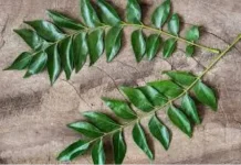 सुबह खाली पेट करी पत्ता खाने से मिलते हैं चमत्कारी फायदे, डायबिटीज और वजन घटाने में होता है असरदार