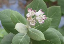 95% शुगर रोग को रिमूव कर देगा ये आक पत्ता…