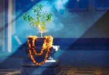 2 नवंबर को मनाया जाएगा तुलसी विवाह, जानिए शुभ मुहूर्त, पूजा विधि और धार्मिक महत्व