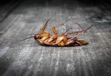 घर से मक्खी-मच्छर, कॉकरोच और चूहे भगाने के आसान घरेलू तरीके