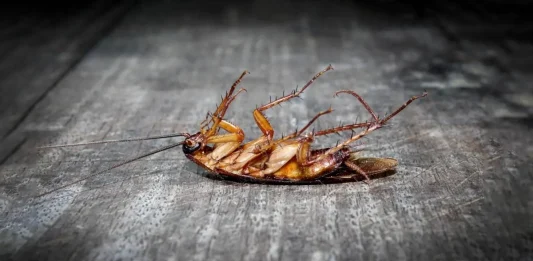 घर से मक्खी-मच्छर, कॉकरोच और चूहे भगाने के आसान घरेलू तरीके