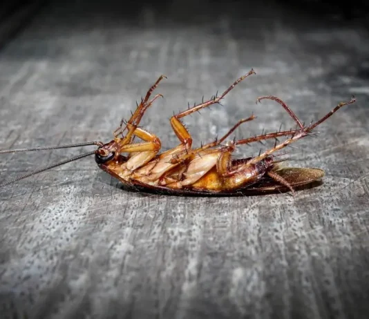 घर से मक्खी-मच्छर, कॉकरोच और चूहे भगाने के आसान घरेलू तरीके