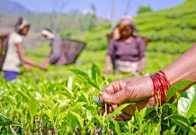 भारत के नए आयात नियमों से नेपाल की चाय पर असर, व्यापारियों में बढ़ी चिंता