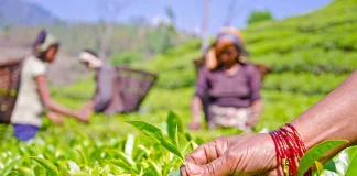 भारत के नए आयात नियमों से नेपाल की चाय पर असर, व्यापारियों में बढ़ी चिंता
