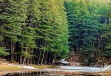 उत्तराखंड के वनों को संजीवनी, जापान की मदद से 1500 करोड़ की मेगा परियोजना का दूसरा चरण शुरू