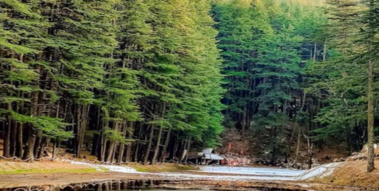 उत्तराखंड के वनों को संजीवनी, जापान की मदद से 1500 करोड़ की मेगा परियोजना का दूसरा चरण शुरू