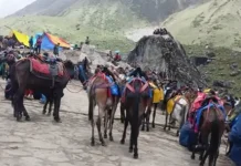 चारधाम यात्रा में घोड़ा-खच्चरों के लिए नई SOP लागू, ओवरलोडिंग और क्रूरता पर सख्ती